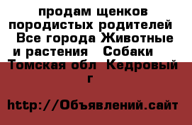 продам щенков породистых родителей - Все города Животные и растения » Собаки   . Томская обл.,Кедровый г.